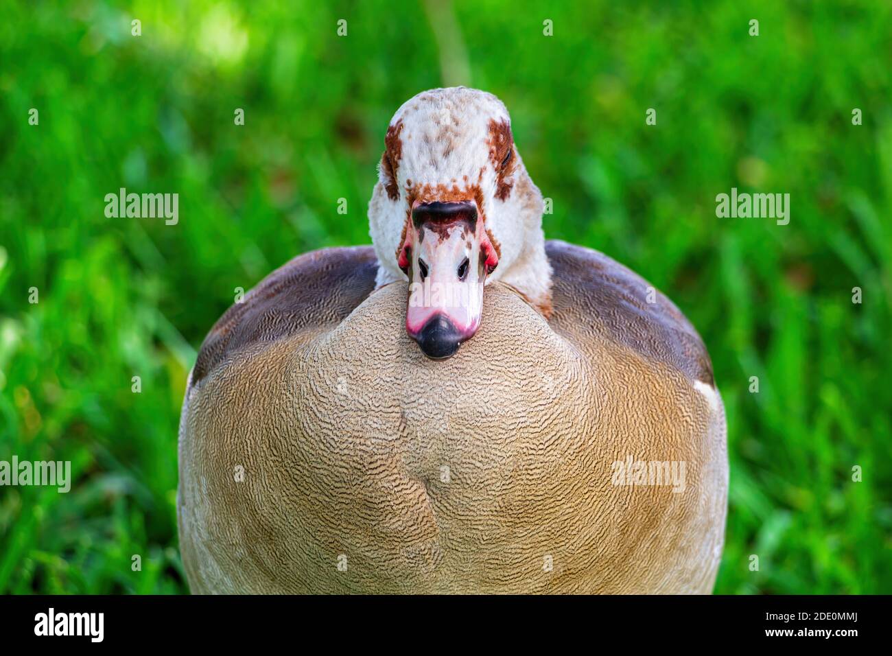Egyptian goose (Alopochen aegyptiaca)/vue rapprochée au repos, les yeux fermés - Pembroke Pines, Florida, USA Banque D'Images