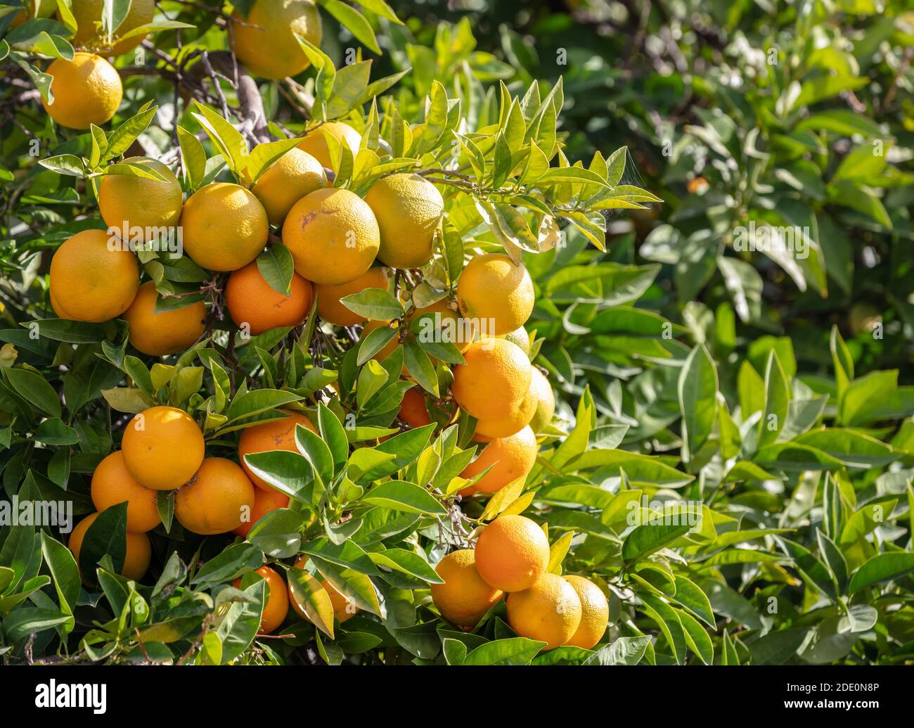 Arrière-plan de l'arbre orange. Branche d'agrumes chargée de fruits mûrs, feuillage vert flou backgroung, jour ensoleillé Banque D'Images