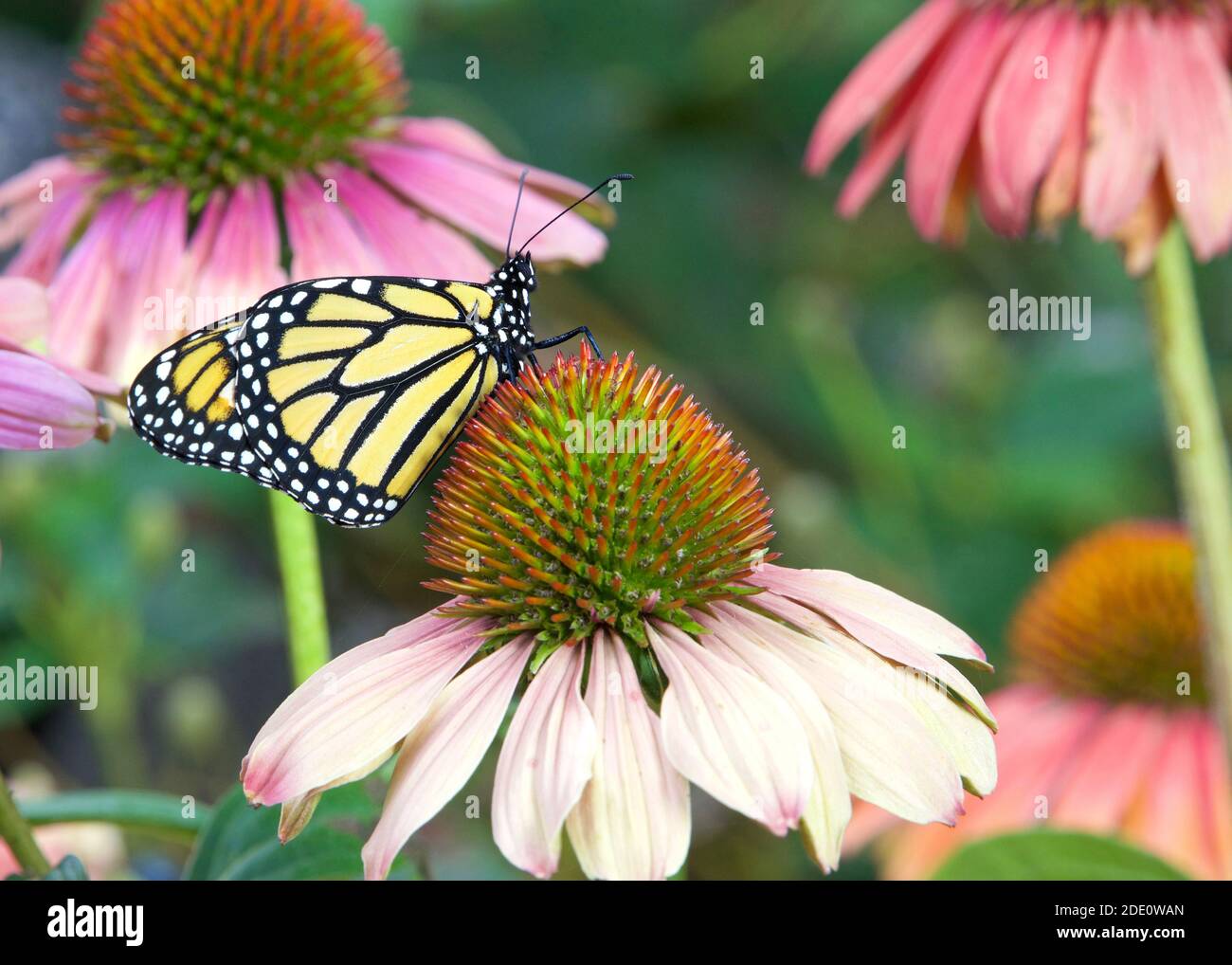 Papillon monarque sur fleur de couleur pastel dans jardin de fleurs. Banque D'Images