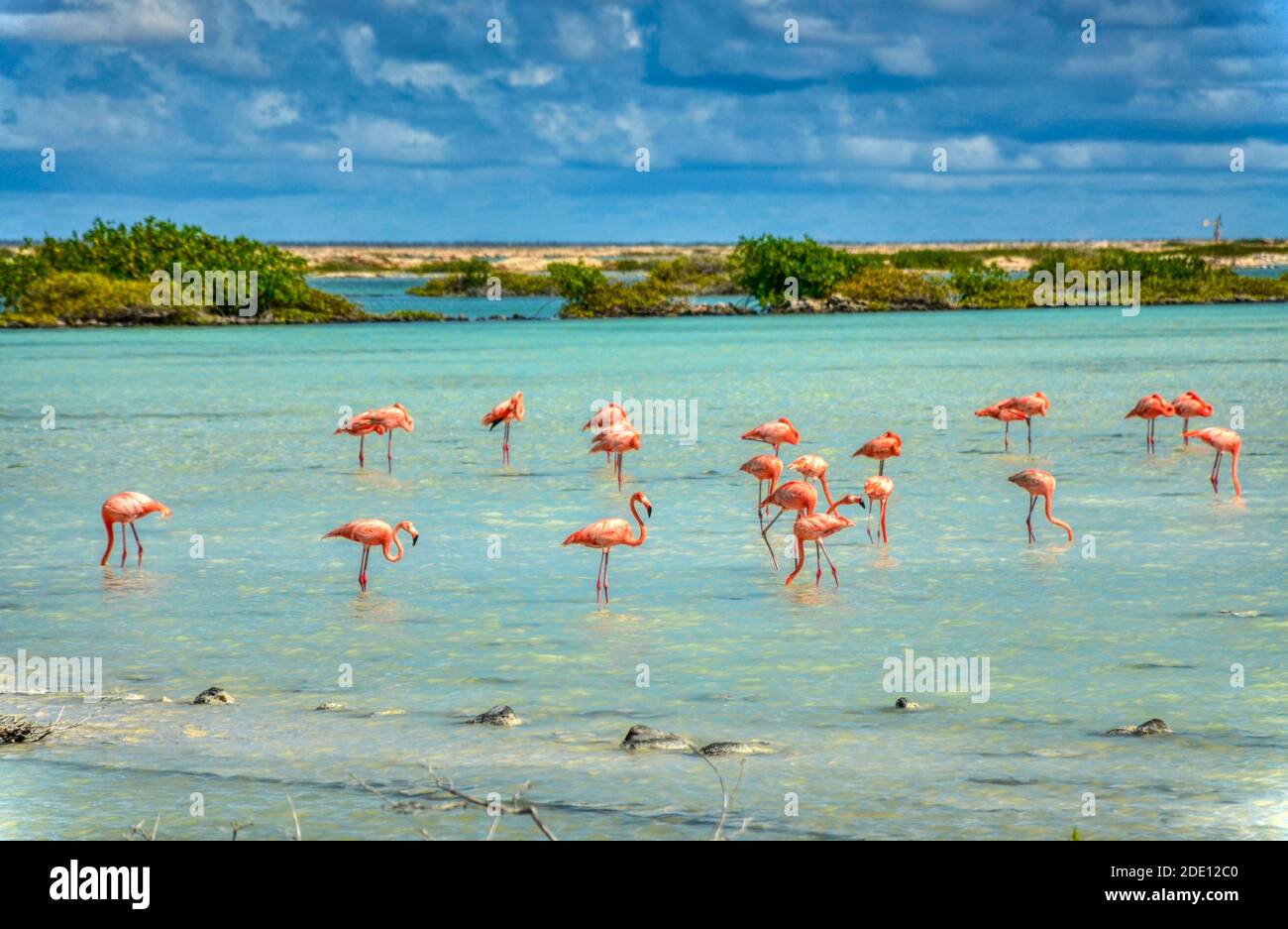 Flaminogs sur l'île mariale de bonaire, Antilles, pays-Bas Banque D'Images