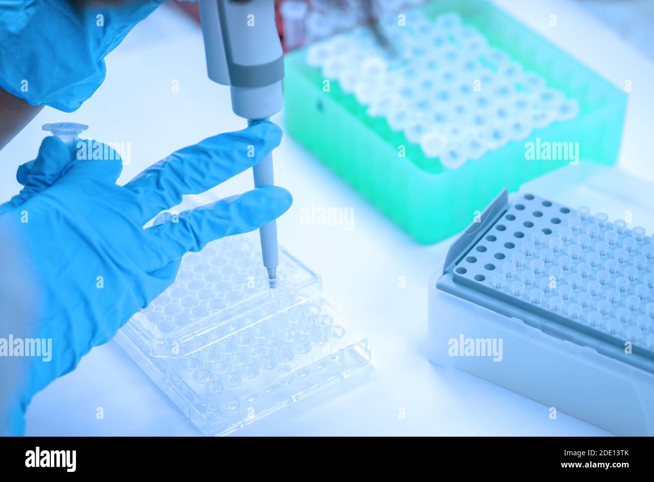 Pipetage de l'échantillon dans la plaque de microtitration Banque D'Images