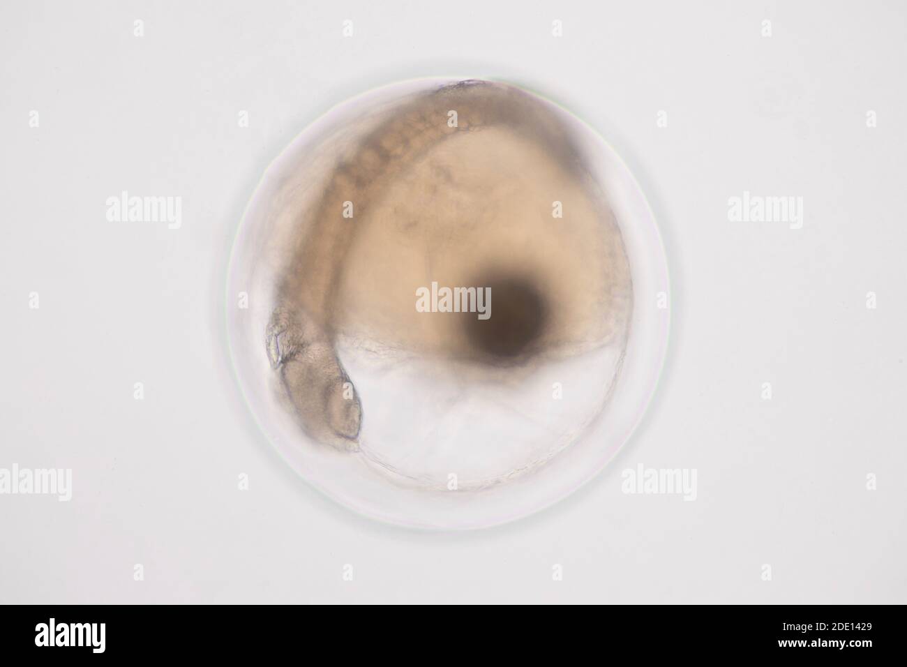 Développement de l'oeuf de poisson, micrographe léger Banque D'Images