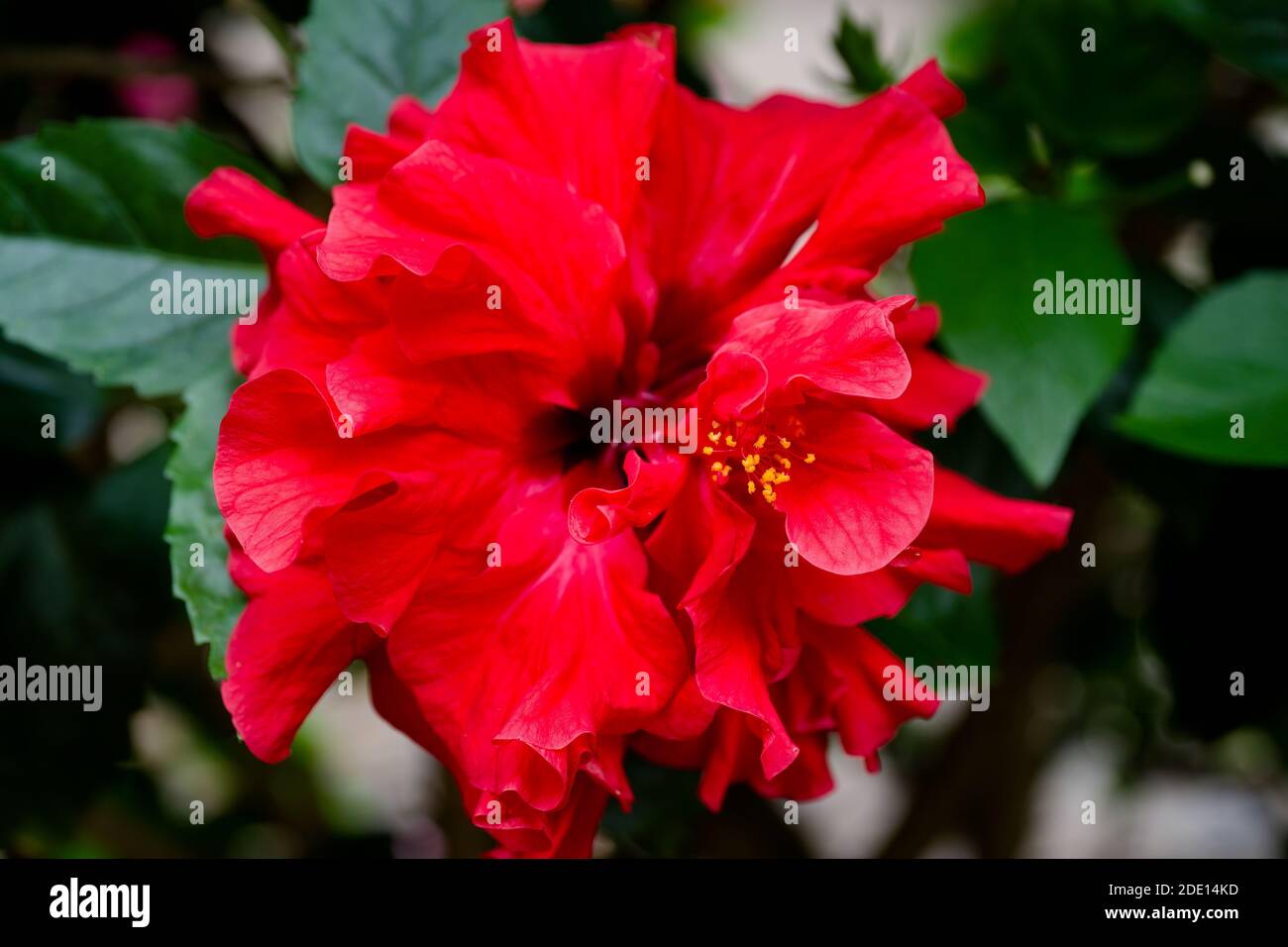 Belle fleur rouge d'hibiscus double, foyer sélectif. Banque D'Images