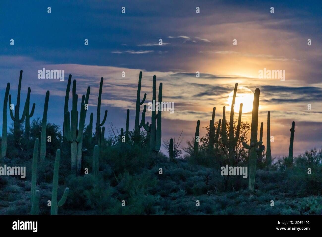La super pleine lune qui s'élève au-dessus de saguaro cactus (Carnegiea gigantea), réserve Sweetwater, Tucson, Arizona, États-Unis d'Amérique, Amérique du Nord Banque D'Images