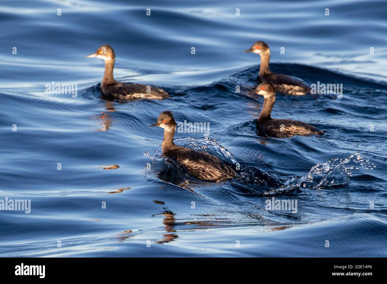 Un troupeau de grebes élevés (Podiceps nigricollis) dans un plumage non reproductif, Los Islotes, Baja California sur, Mexique, Amérique du Nord Banque D'Images