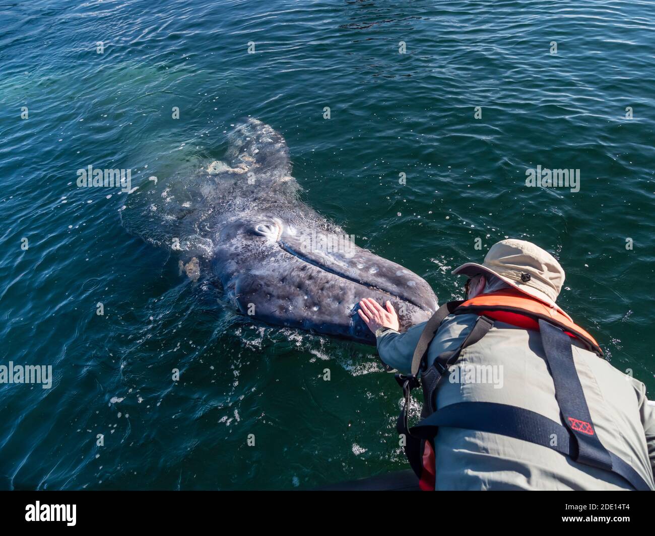 Observateur de baleines avec baleine grise de Californie (Eschrichtius robustus), lagune de San Ignacio, Baja California sur, Mexique, Amérique du Nord Banque D'Images