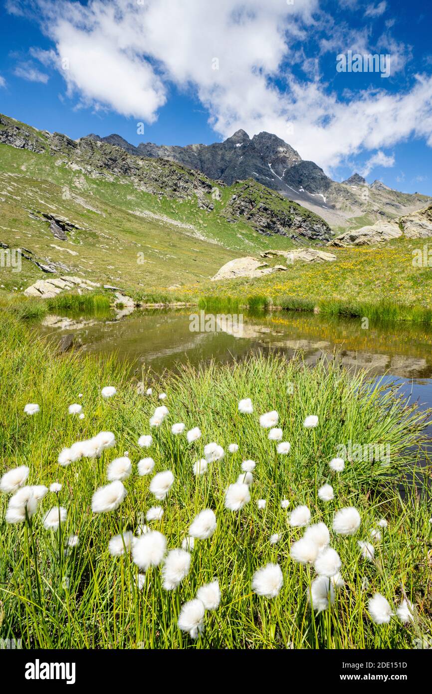 Herbe de coton en fleur entourant Pizzi dei Piani sur le chemin vers les lacs Baldiscio, Valchiavenna, Vallespluga, Lombardie, Italie, Europe Banque D'Images