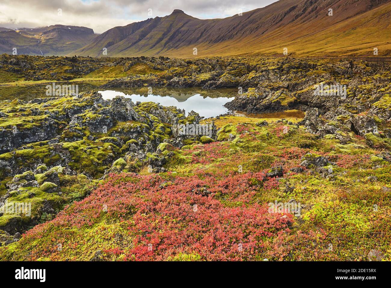 Tourbière Whortleberry en automne rouge colonisant le champ de lave de Berserkjahraun, près de Skykkisholmur, péninsule de Snaefellsnes, Islande, régions polaires Banque D'Images