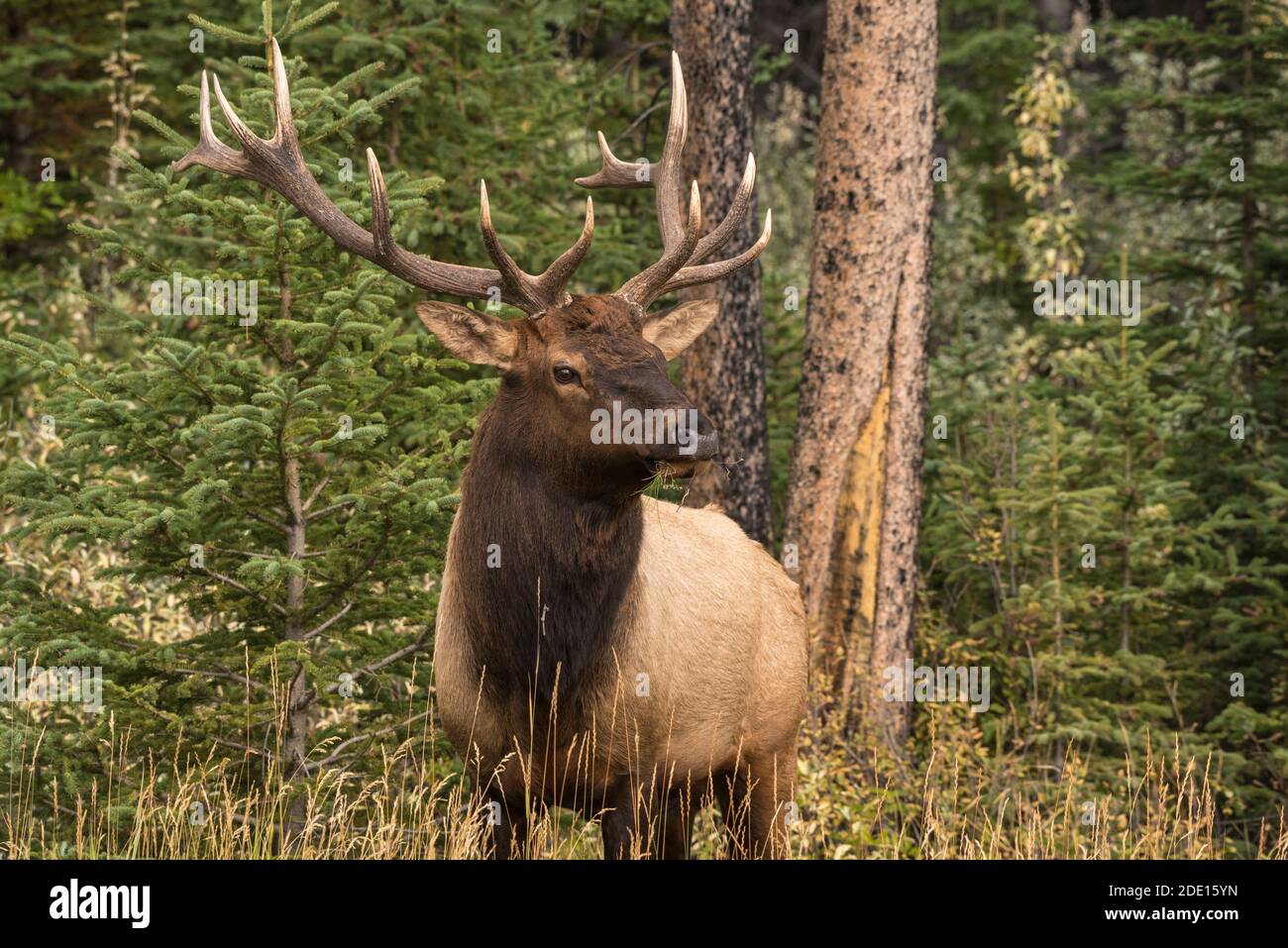 Wapiti (Wapiti), parc national Banff, site du patrimoine mondial de l'UNESCO, Alberta, Rocheuses canadiennes, Canada, Amérique du Nord Banque D'Images