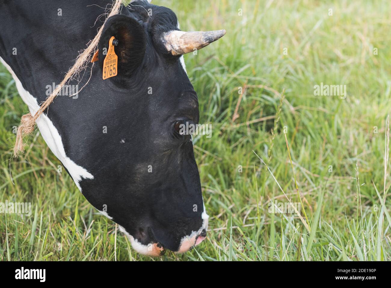Tête de vache noire et blanche broutant dans le pré Banque D'Images