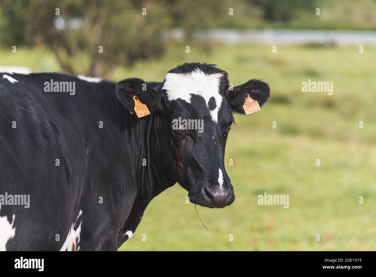 Tête de vache noire et blanche dans la prairie regardant appareil photo Banque D'Images