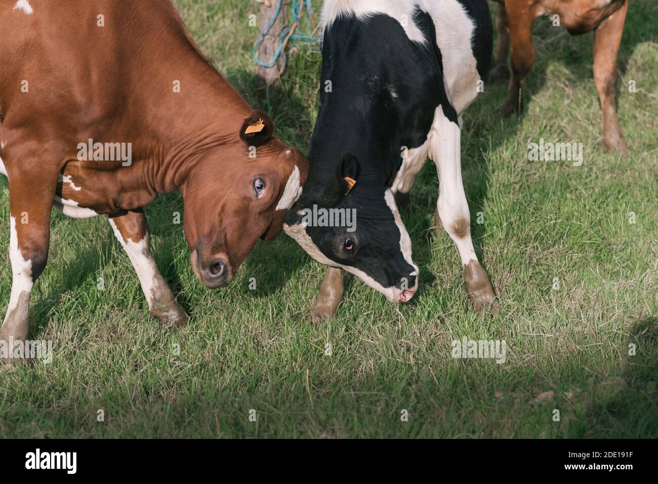 Deux vaches se combattent dans la ferme Banque D'Images