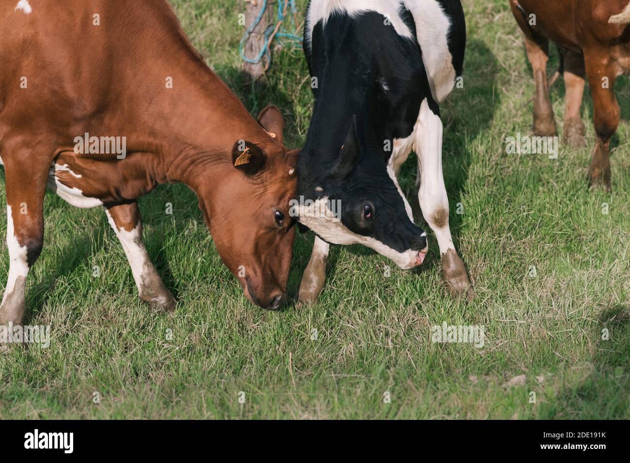 Deux vaches se combattent dans la ferme Banque D'Images