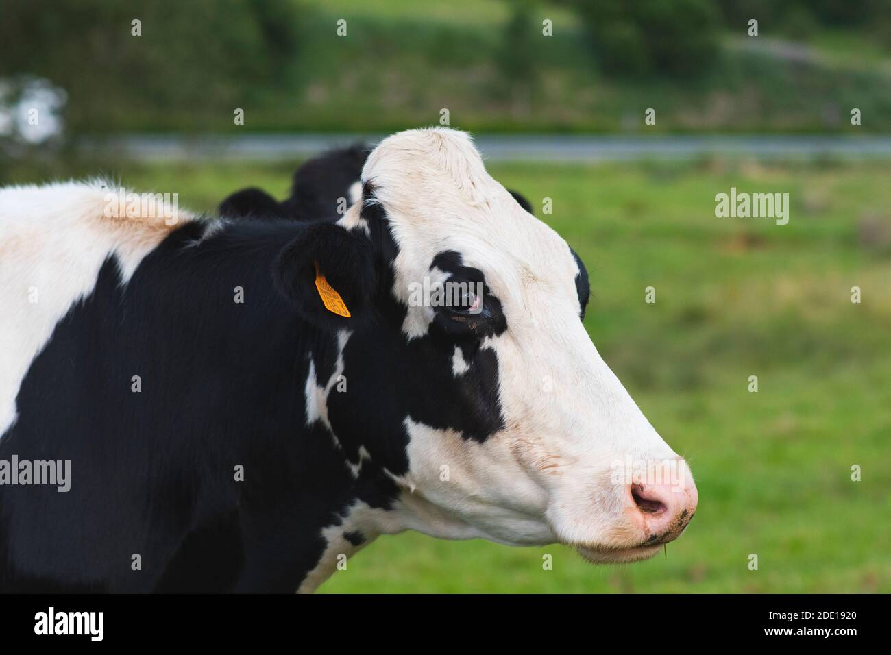Tête de vache noire et blanche dans la prairie Banque D'Images