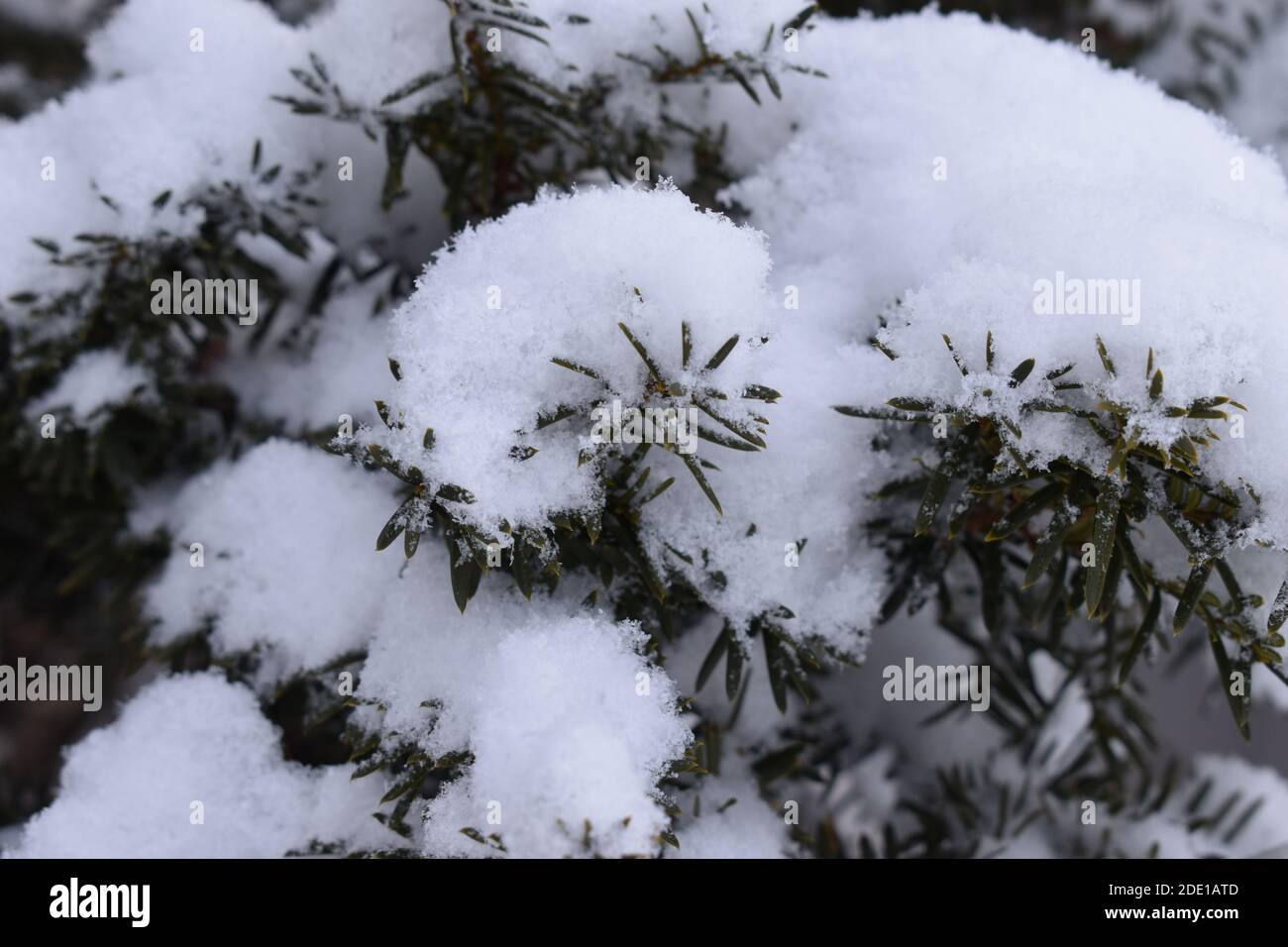 La chaleur de l'épaisse neige en poudre à Sapporo Japon Banque D'Images