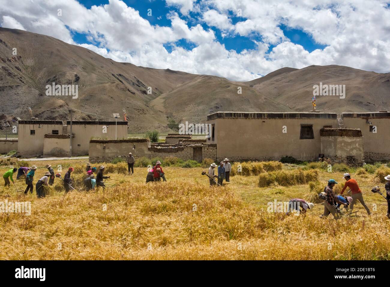 Les agriculteurs tibétains récoltent de l'orge dans la vallée de Rongbuk, au Mt. Réserve naturelle nationale de l'Everest, Préfecture de Shigatse, Tibet, Chine Banque D'Images