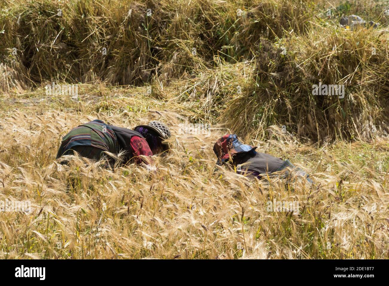 Les agriculteurs tibétains récoltent de l'orge dans la vallée de Rongbuk, au Mt. Réserve naturelle nationale de l'Everest, Préfecture de Shigatse, Tibet, Chine Banque D'Images