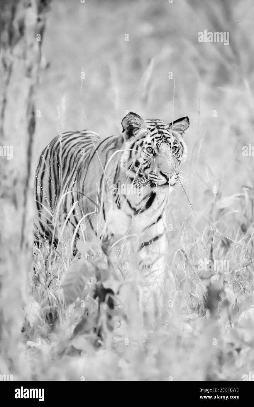 Le tigre du Bengale (Panthera tigris tigris) est originaire du sous-continent indien. Banque D'Images