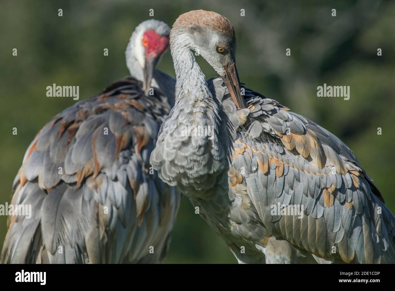 Deux grues à flanc de sable (Grus canadensis) préen, la plus proche est une grue jeune qui n'a pas encore mué dans son plumage adulte. Banque D'Images
