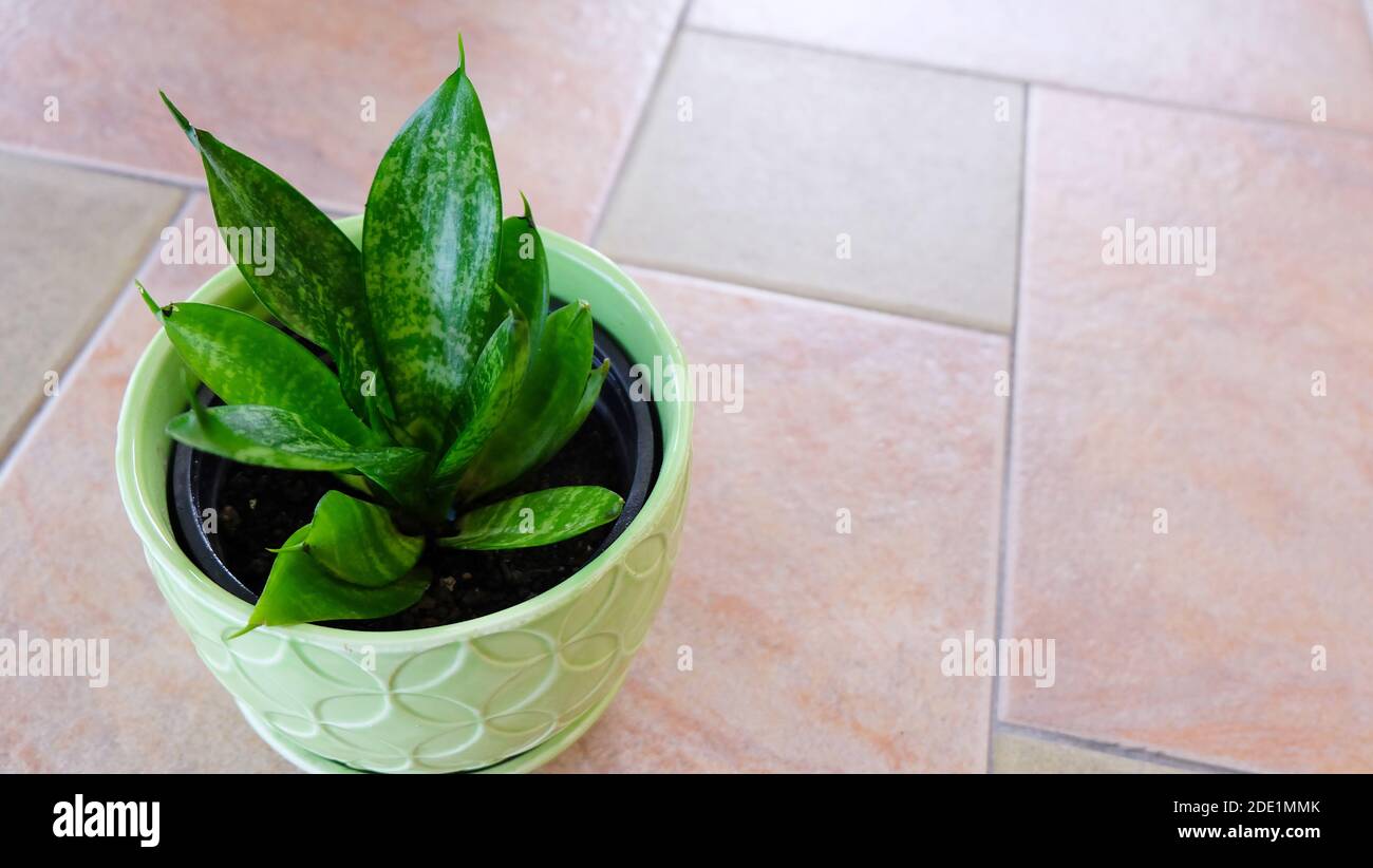 Un petit pot de la plante de serpent Nest d'oiseau, également connu sous le nom de Sansevieria Hahnii. Banque D'Images