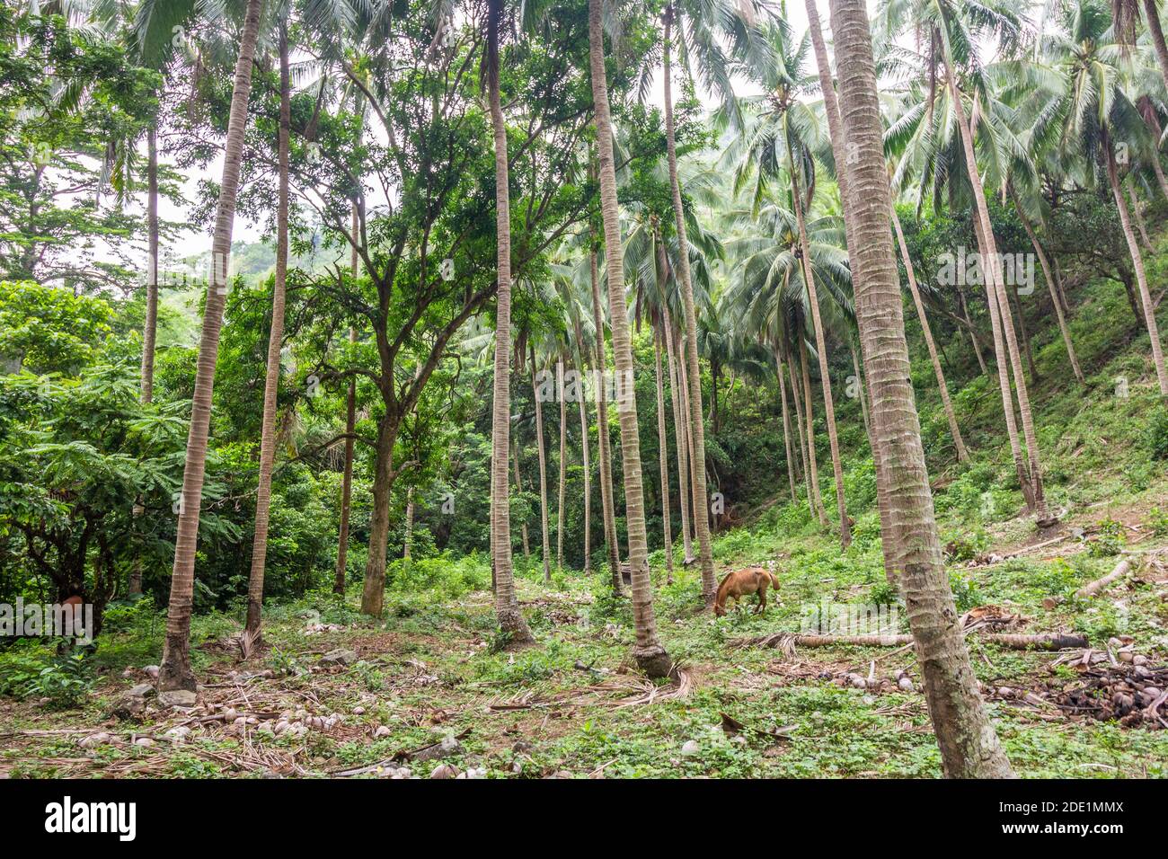 Cocoteraie dans une montagne à Batangas, Philippines Banque D'Images