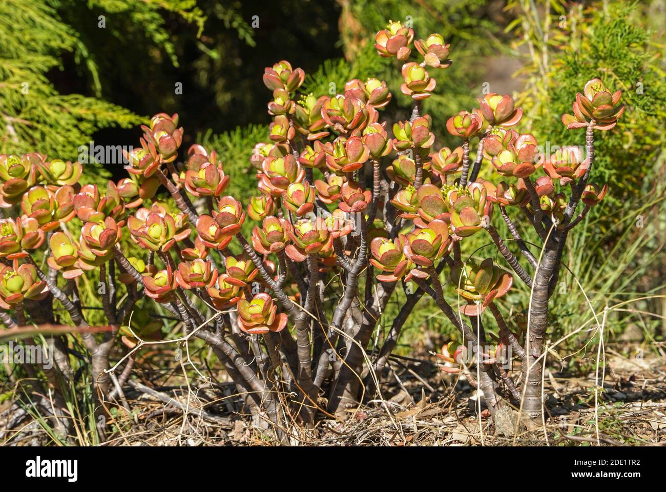 Plante de Jade, Crassula ovata, plante succulente poussant dans un jardin. Espagne Banque D'Images