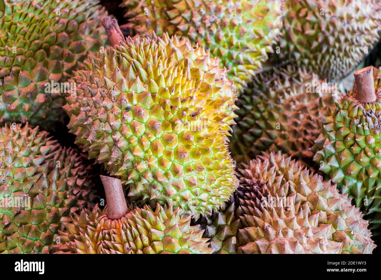 Des fruits duriens frais et odorants. Marché de Bangrak sur Koh Samui à Surat Thani, Thaïlande. Banque D'Images