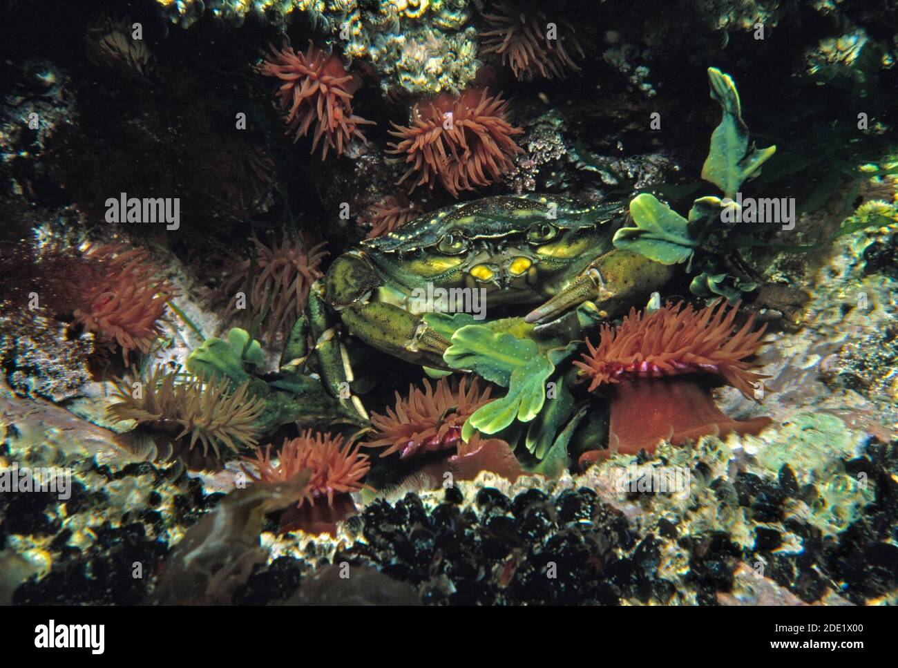 Crabe commun (Carcinus maenas) dans les eaux côtières britanniques. Banque D'Images