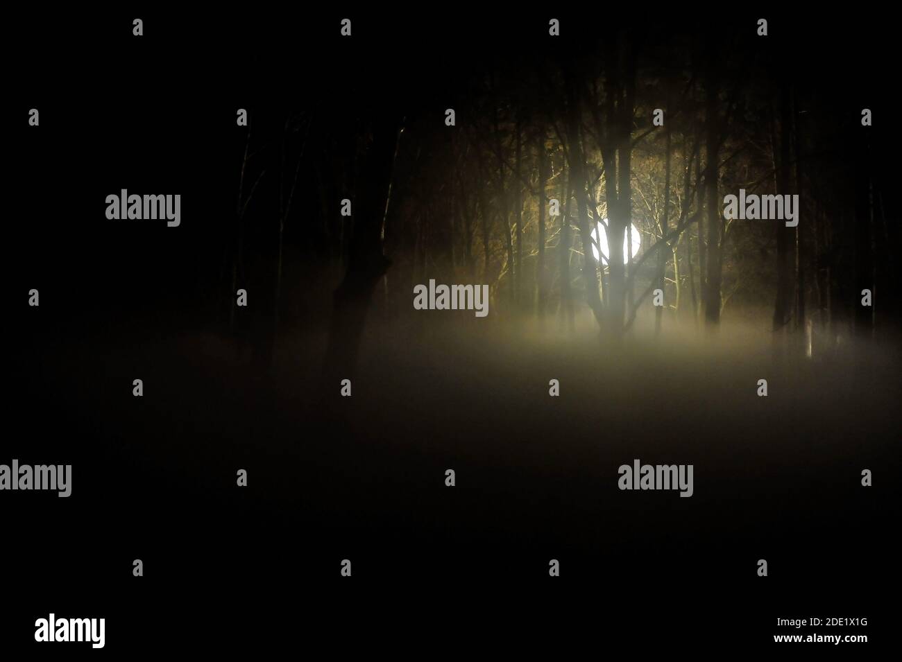Moody image avec un globe clair utilisé dans la cinématographie dans une forêt sombre la nuit avec de la fumée au-dessus du sol - concept OVNI. Banque D'Images