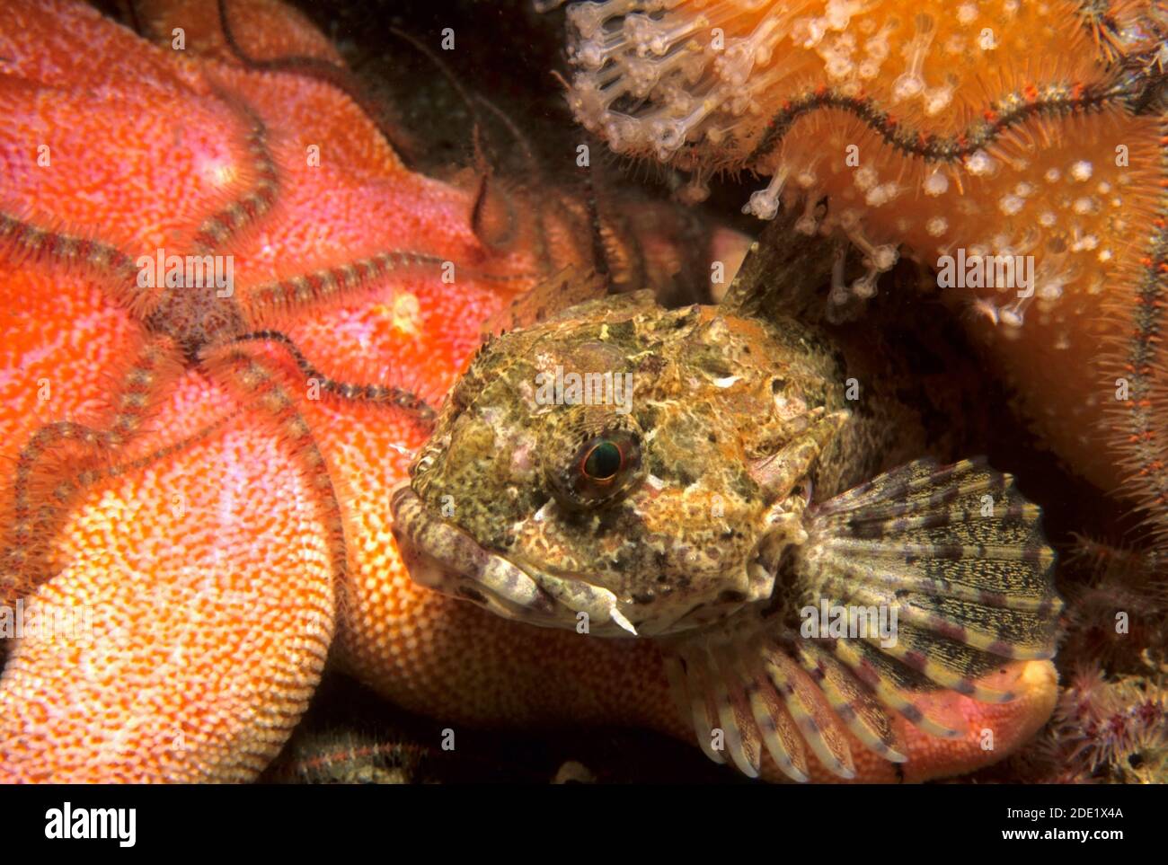 Scorpion de mer à longue durée (Taurulus bubalis) dans les eaux côtières britanniques. Banque D'Images
