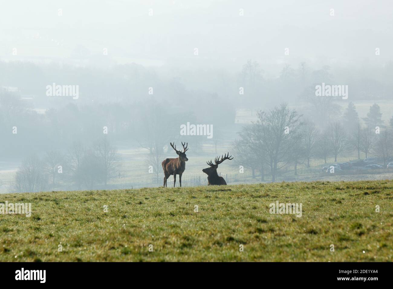 Cerfs rouges à Ashton court. Bristol, Royaume-Uni. Cervus elaphus. Banque D'Images