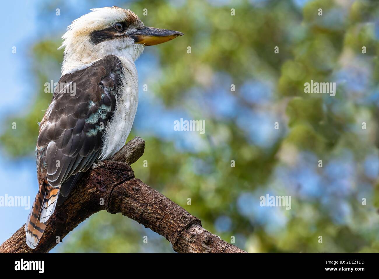 Rire Kookaburra (Dacelo novaeguineae) assis sur une branche d'arbre Banque D'Images