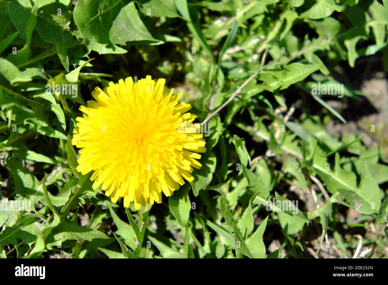 C Est Comme Un Pissenlit Banque D Image Et Photos Alamy