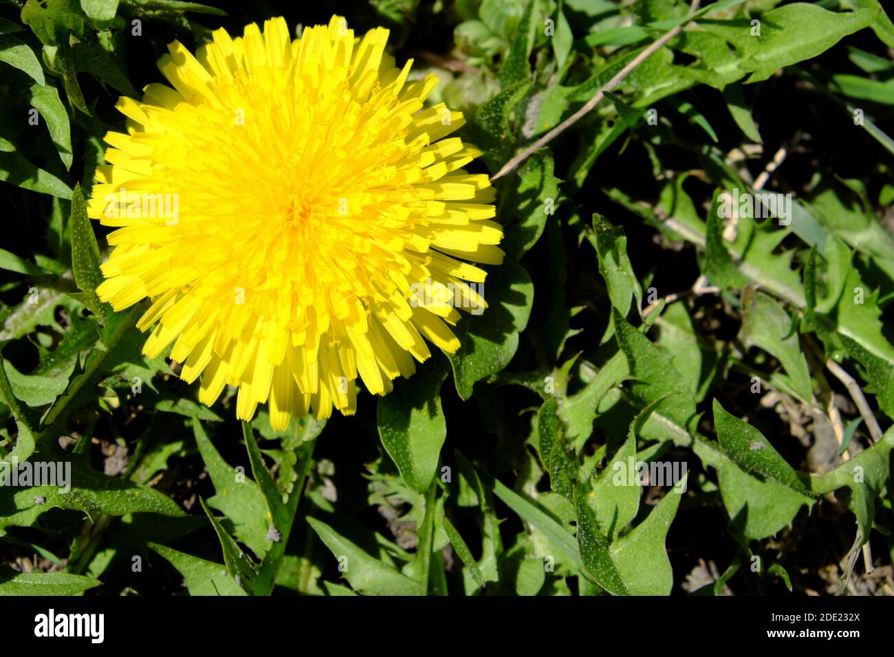 C Est Comme Un Pissenlit Banque D Image Et Photos Alamy