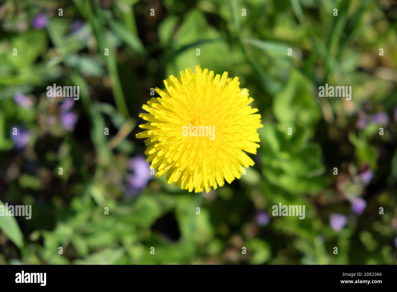 C Est Comme Un Pissenlit Banque D Image Et Photos Alamy