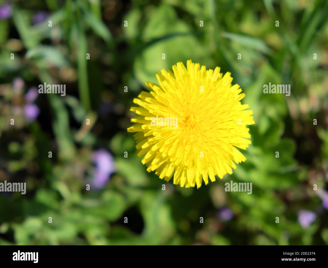 C Est Comme Un Pissenlit Banque D Image Et Photos Alamy