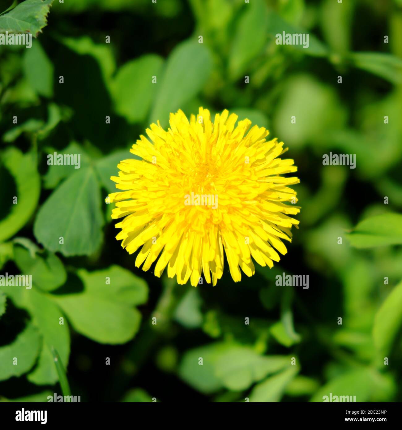 C Est Comme Un Pissenlit Banque D Image Et Photos Alamy