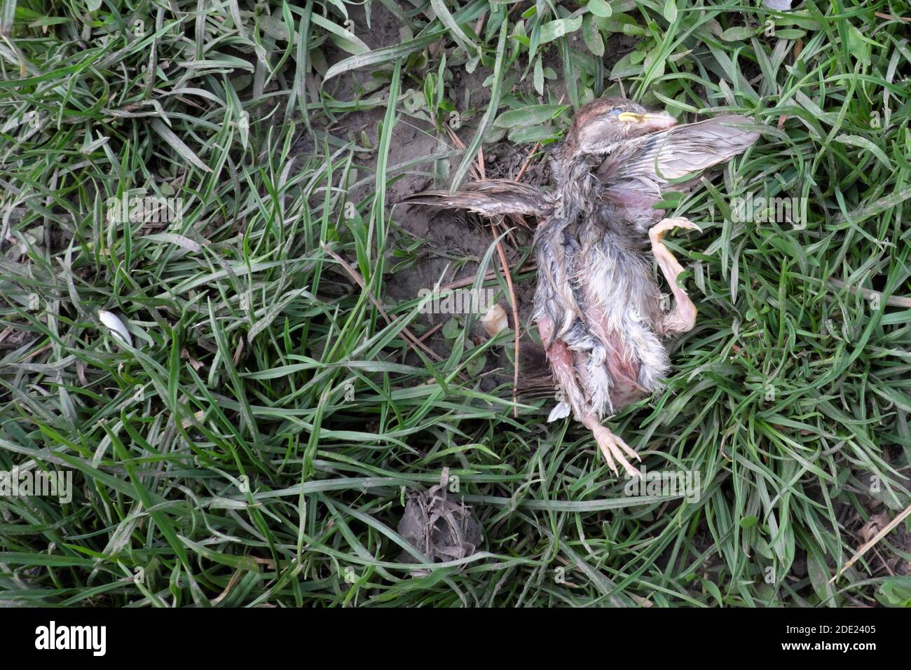 Chick Dead Death Banque D Image Et Photos Alamy