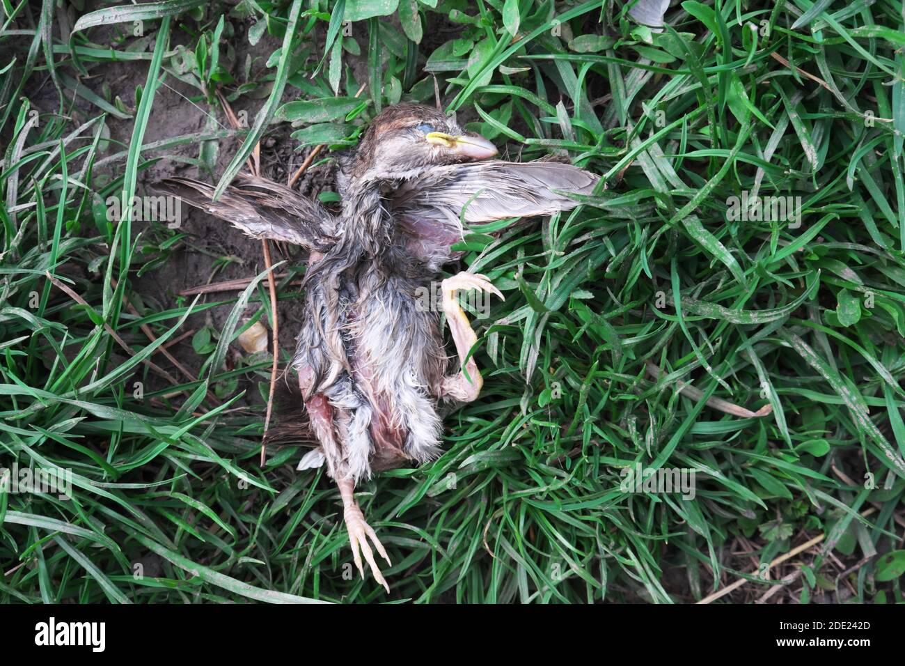 Chick Dead Death Banque D Image Et Photos Alamy