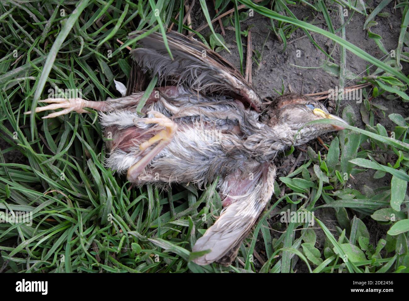Chick Dead Death Banque D Image Et Photos Alamy