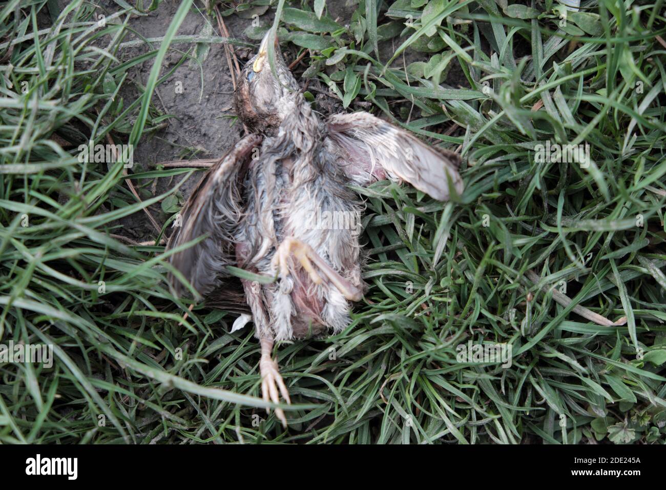 Chick Dead Death Banque D Image Et Photos Alamy