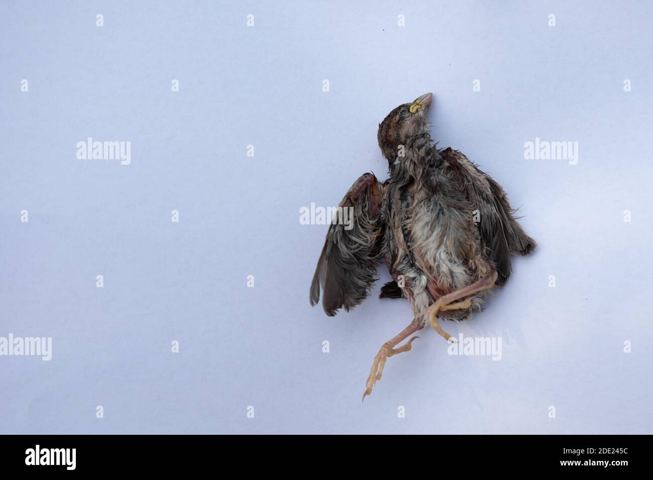 Chick Dead Death Banque D Image Et Photos Alamy