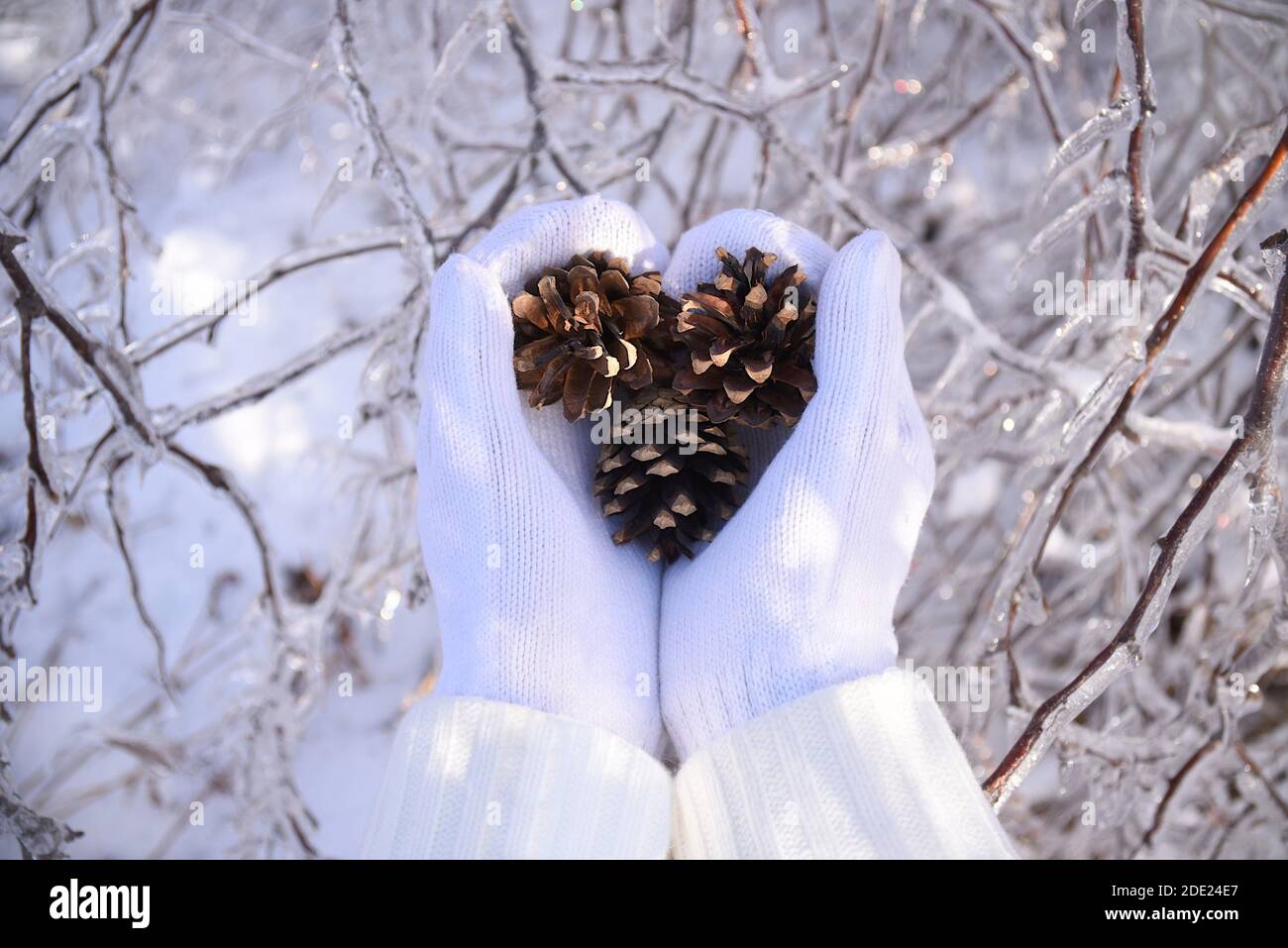 Mains dans des moufles blanches tenant des cônes de sapin à côté des  branches d'arbres surgelées couvertes de glace. Russie, forêt d'hiver Photo  Stock - Alamy