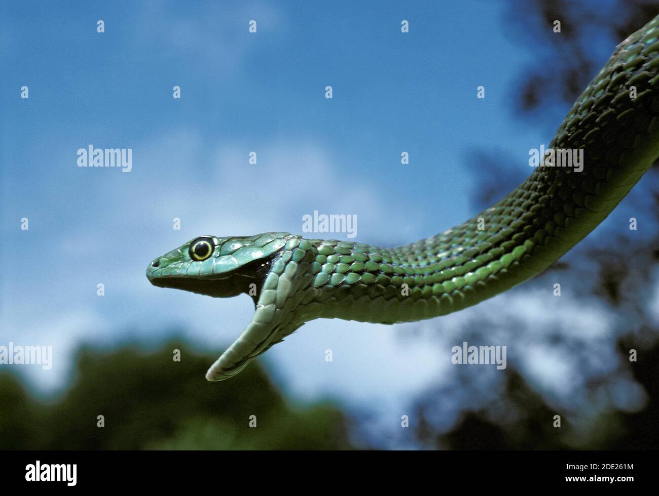 Le Serpent, philothamnus semivariegatus Bush, des profils suspendus Branch, la bouche ouverte, l'Afrique Banque D'Images