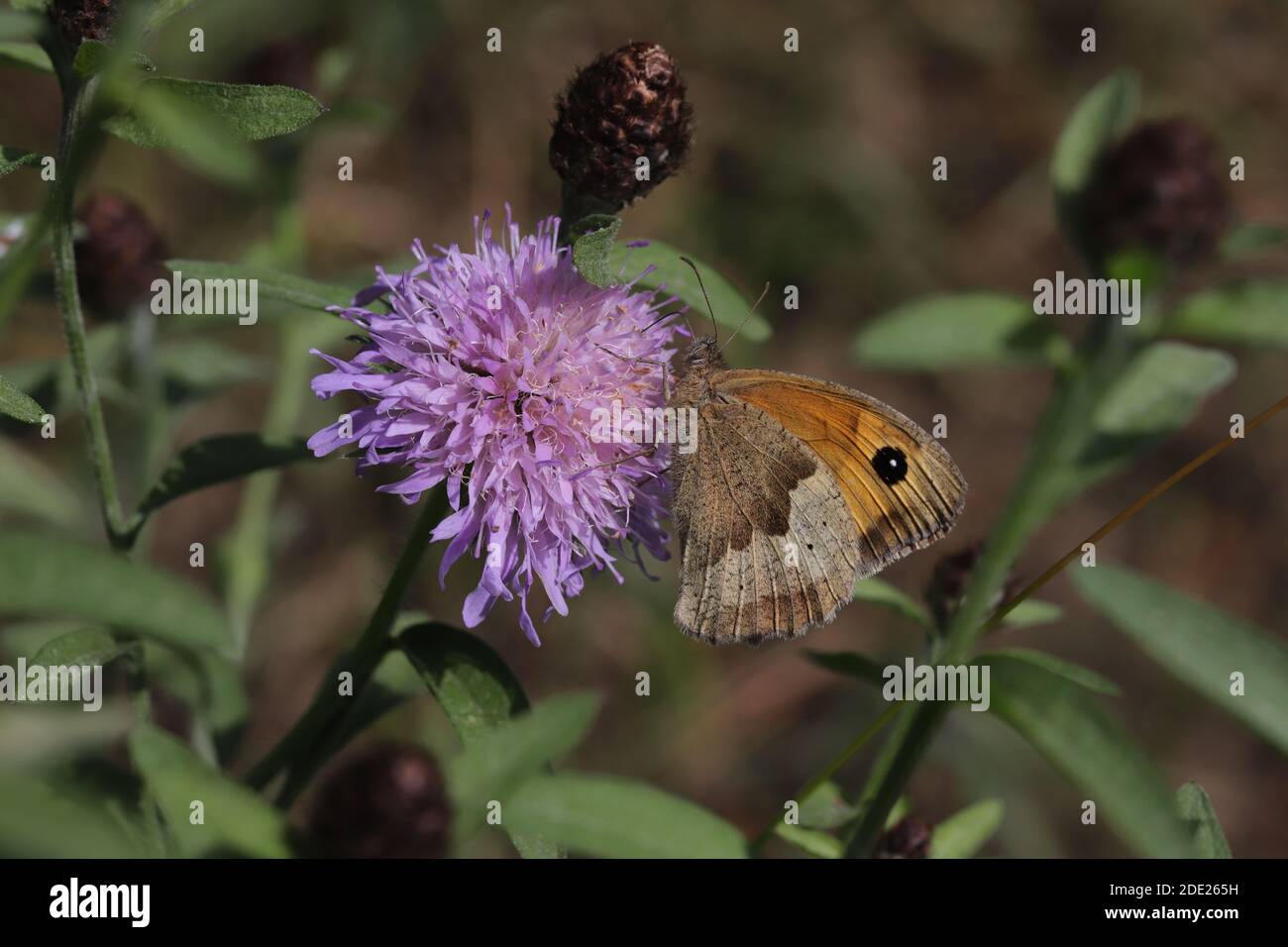 Meadow brown butterfly Banque D'Images