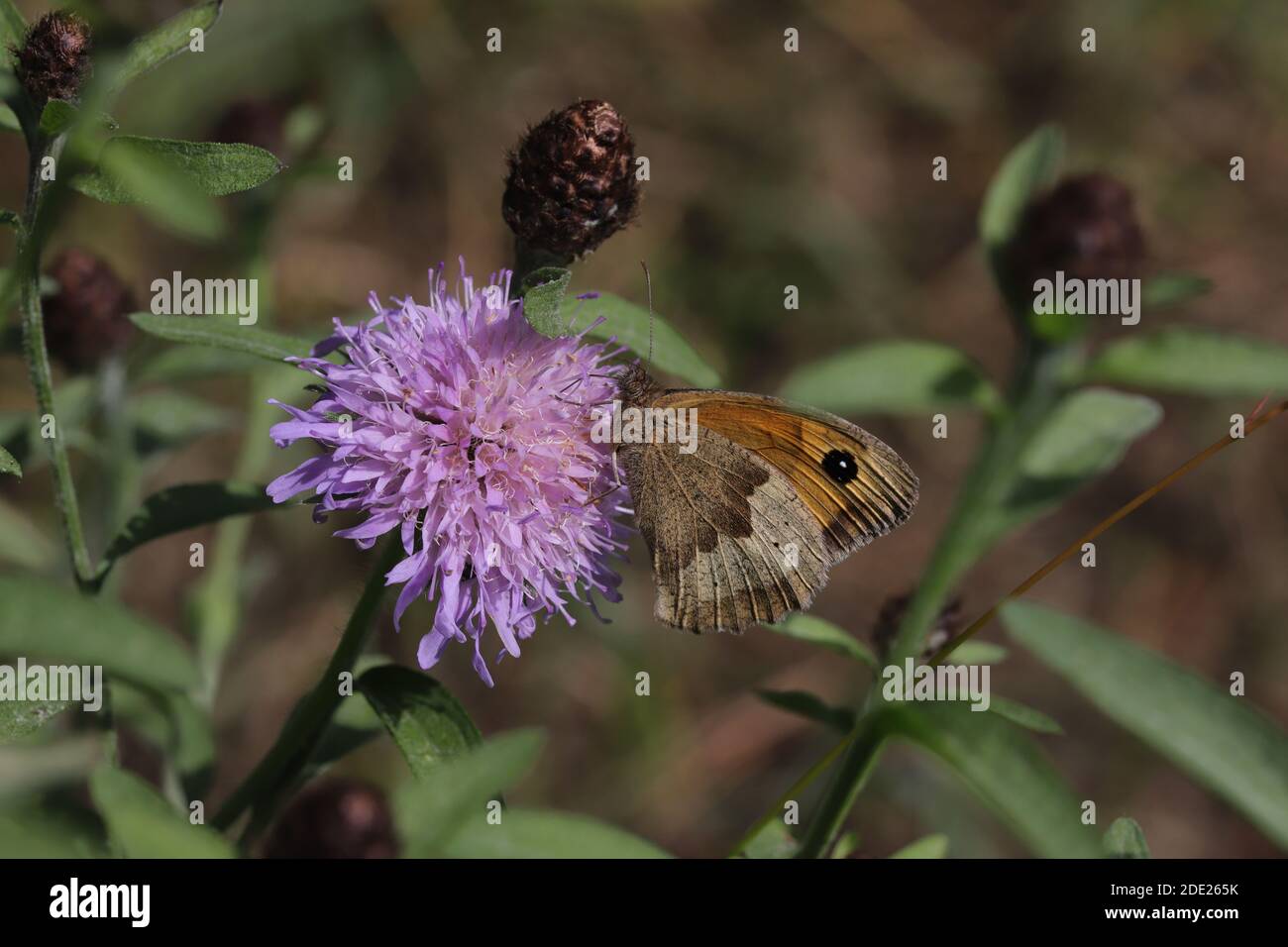 Meadow brown butterfly Banque D'Images