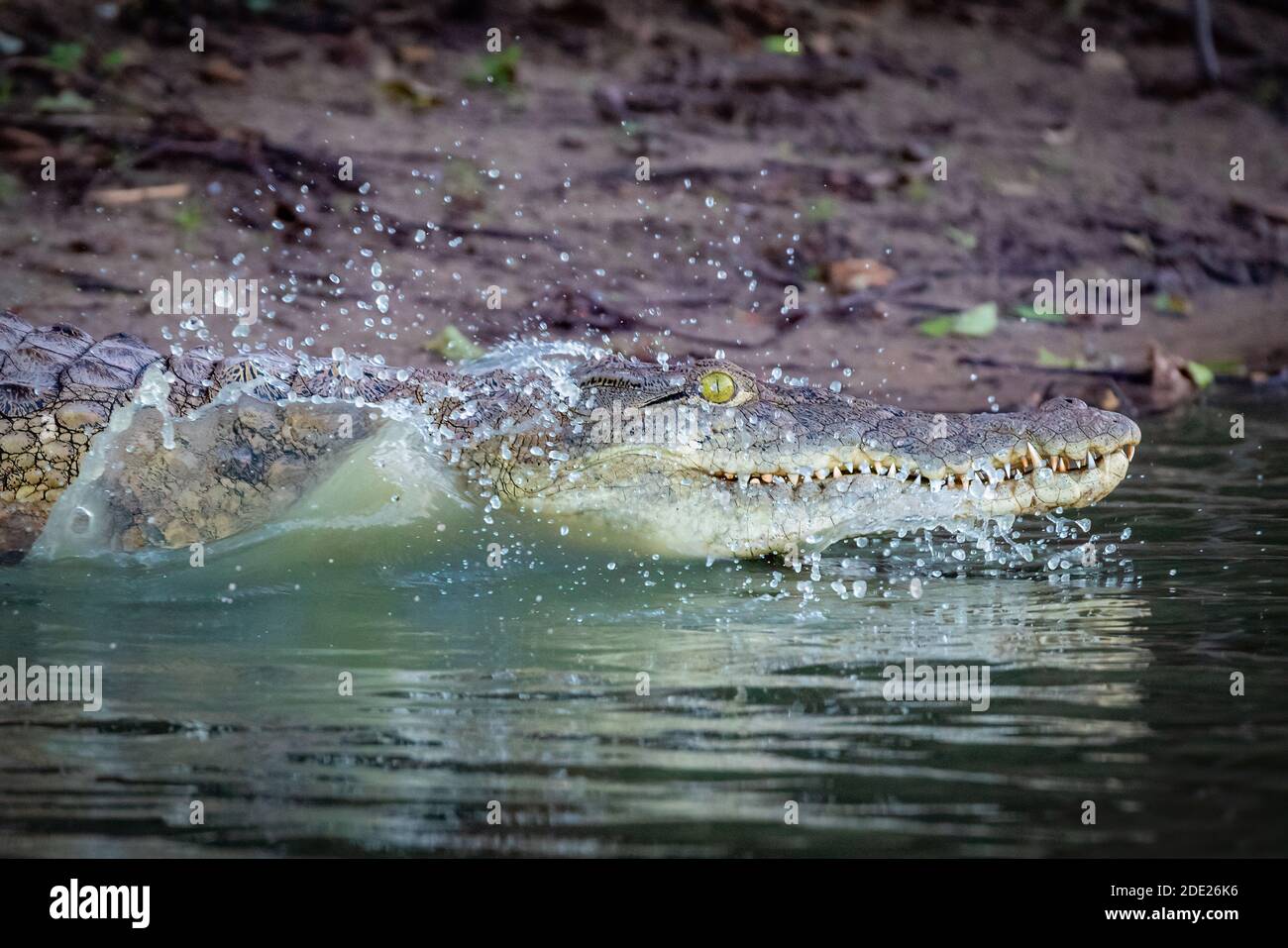 Éclaboussures de crocodile Banque D'Images