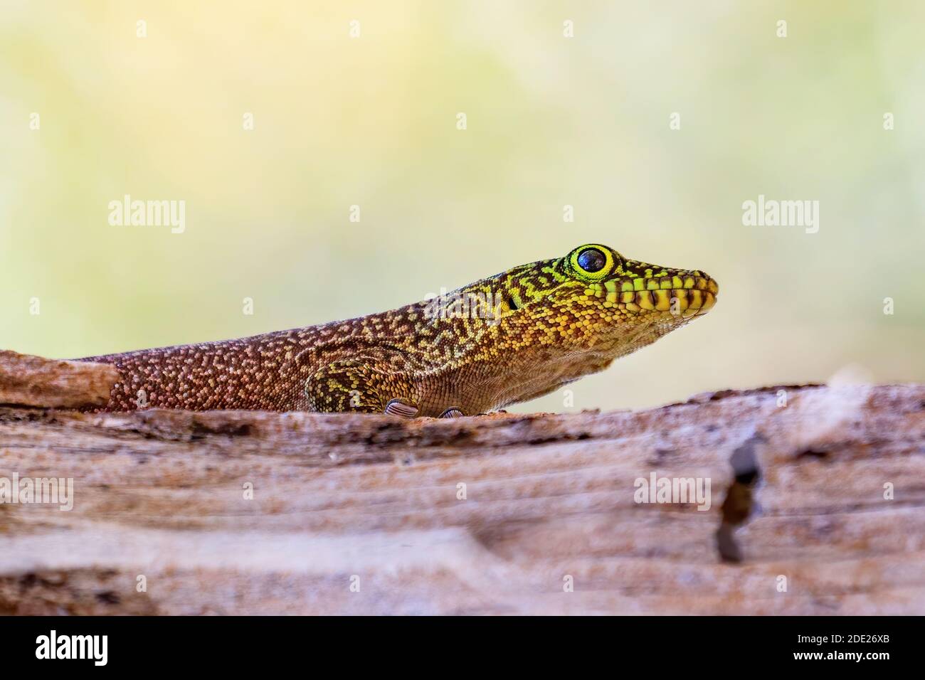 Le gecko de Madagascar Banque D'Images