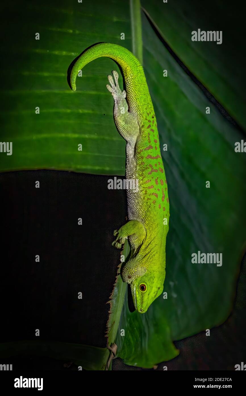 Un gecko de Madagascar Banque D'Images