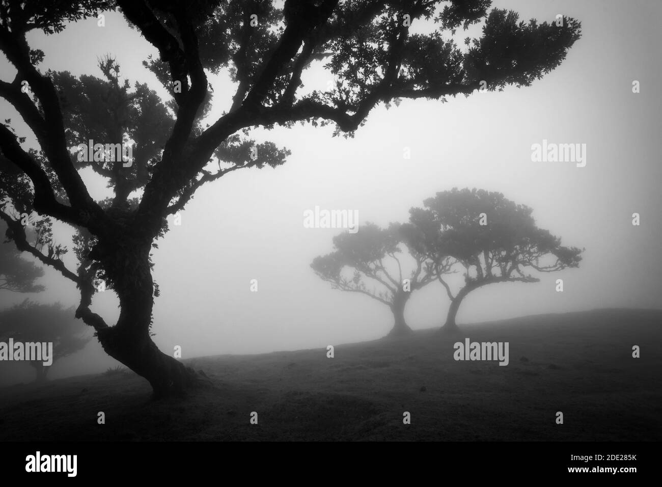 Paysage brumeux noir et blanc avec des arbres de Til à Fanal, île de Madère, Portugal. Banque D'Images